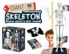 Összeépíthető emberi csontváz 85 cm-es